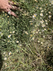 Boltonia asteroides