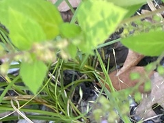 Mosla dianthera