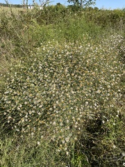 Boltonia asteroides