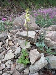 Aconitum umbrosum