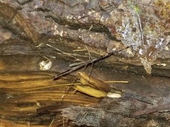 Emesaya brevipennis