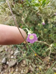 Ipomoea costellata
