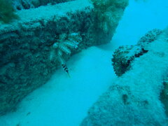 Canthigaster valentini