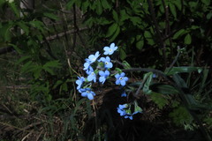 Myosotis asiatica