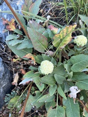 Eriogonum compositum