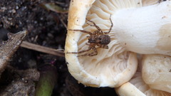 Trochosa terricola