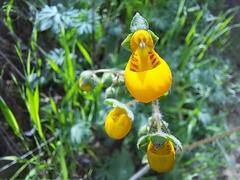 Calceolaria corymbosa
