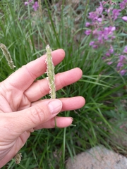 Leymus ajanensis