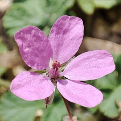 Erodium malacoides