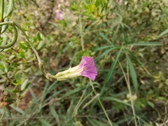 Ipomoea costellata