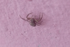 Thomisidae