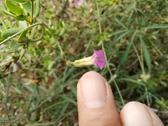 Ipomoea costellata