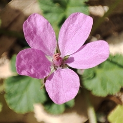 Erodium malacoides