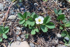 Fragaria virginiana