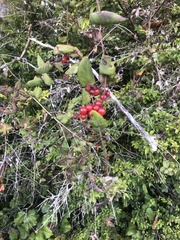 Lonicera