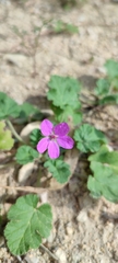 Erodium malacoides