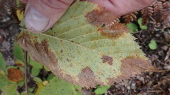 Marssonina betulae