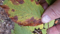 Marssonina betulae