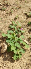 Erodium malacoides