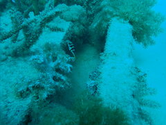 Canthigaster valentini