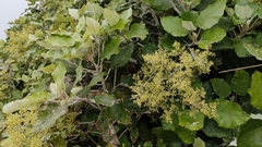 Brachyglottis repanda