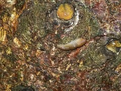 Arion intermedius