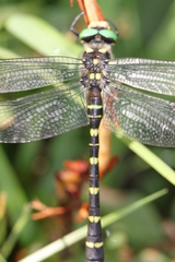 Cordulegaster bidentata