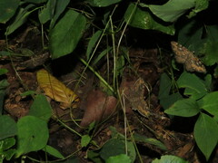 Rheumaptera meadii