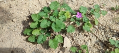 Erodium malacoides