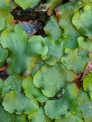 Marchantia