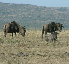 Connochaetes taurinus taurinus