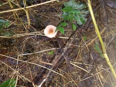 Lepiota rubrotinctoides
