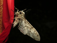 Biston betularia