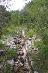 Cordulegaster bidentata