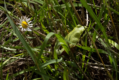 Hyla wrightorum