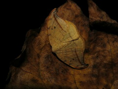 Drepana arcuata