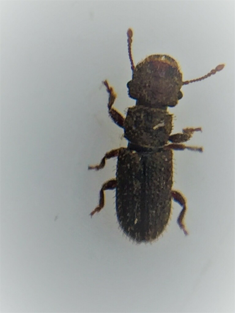Aglycyderini