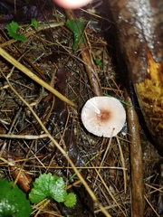 Lepiota rubrotinctoides