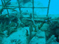 Canthigaster valentini