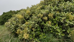 Brachyglottis repanda