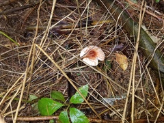 Lepiota rubrotinctoides