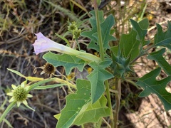 Datura