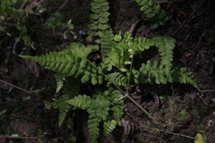Blechnum hastatum