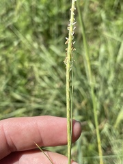 Elionurus tripsacoides