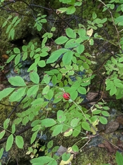 Rosa gymnocarpa