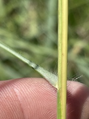 Elionurus tripsacoides