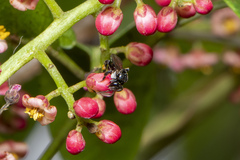 Tetragonula carbonaria
