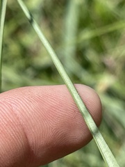 Elionurus tripsacoides