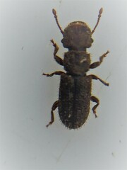 Aralius wollastoni