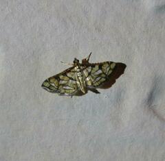 Hileithia magualis